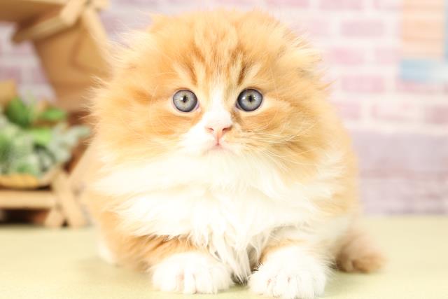 愛知県のスコティッシュフォールド (Coo&RIKU春日井店/2023年12月29日生まれ/男の子/レッドタビーホワイト)の子猫