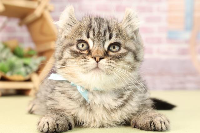 大分県のキンカロー (Coo&RIKU大分店/2023年12月30日生まれ/男の子/シルバーマッカレルタビー)の子猫