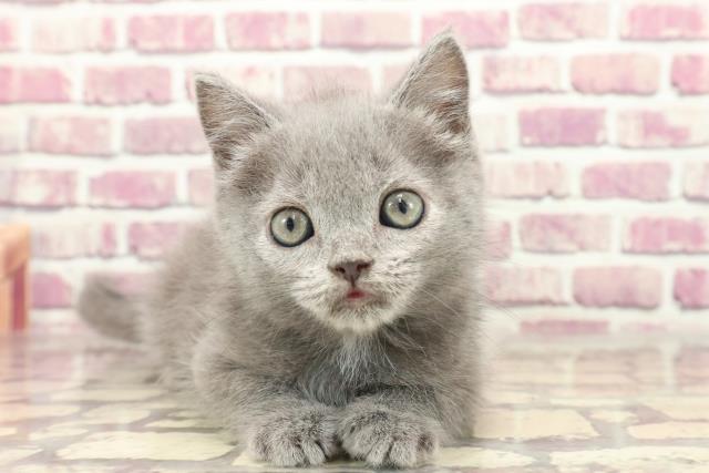 北海道のブリティッシュショートヘアー (Coo&RIKU岩見沢店/2023年12月31日生まれ/男の子/ブルー)の子猫