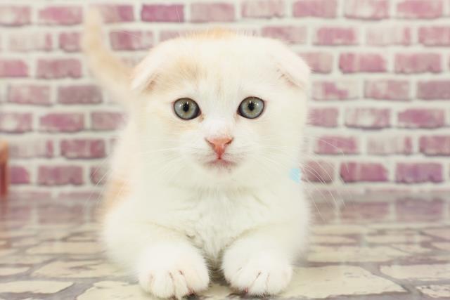 群馬県のスコティッシュフォールド (Coo&RIKU前橋店/2023年12月27日生まれ/男の子/クリームタビー)の子猫