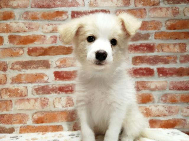 和歌山県のボーダーコリー (Coo&RIKU和歌山店/2023年12月25日生まれ/男の子/レッドホワイト)の子犬