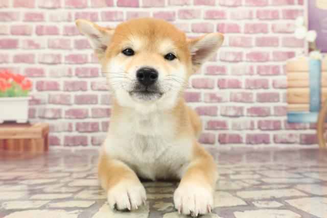 北海道の柴犬(標準サイズ) (Coo&RIKU北見店/2023年12月28日生まれ/男の子/赤)の子犬