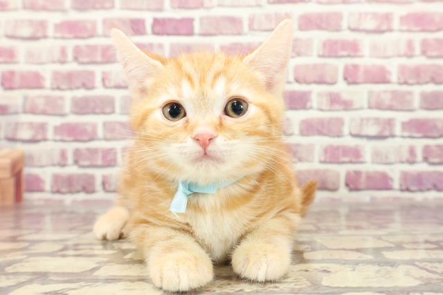 福島県のアメリカンショートヘアー (Coo&RIKU福島店/2023年12月29日生まれ/男の子/レッドタビー)の子猫
