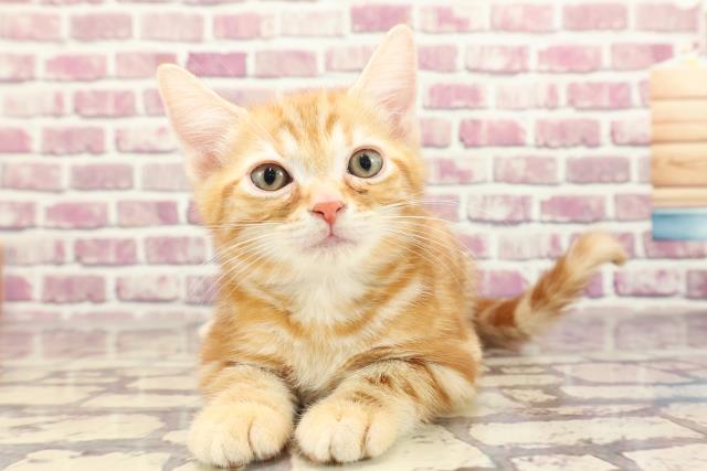 福島県のアメリカンショートヘアー (Coo&RIKU福島店/2023年12月28日生まれ/男の子/レッドタビー)の子猫