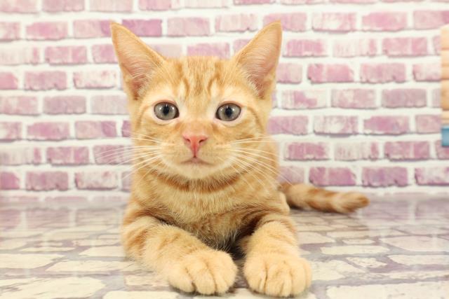 茨城県のアメリカンショートヘアー (Coo&RIKUコメリパワーつくば西店/2023年12月26日生まれ/男の子/レッドタビー)の子猫
