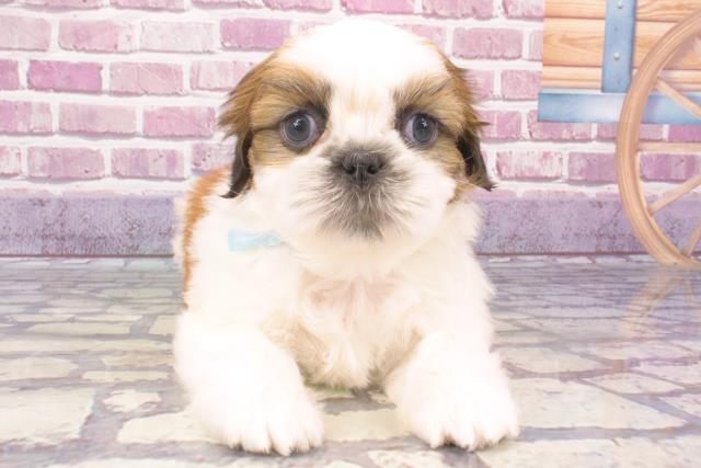 鹿児島県のシーズー (Coo&RIKU鹿児島店/2024年1月1日生まれ/男の子/ホワイトゴールド)の子犬