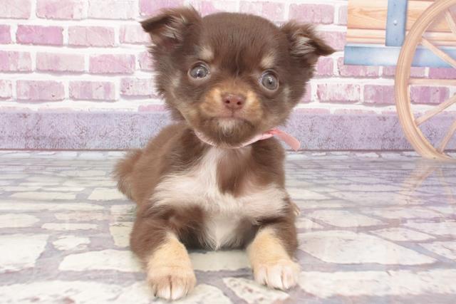 鹿児島県のチワワ(ロング) (Coo&RIKU鹿児島店/2023年12月30日生まれ/女の子/チョコレートタン)の子犬