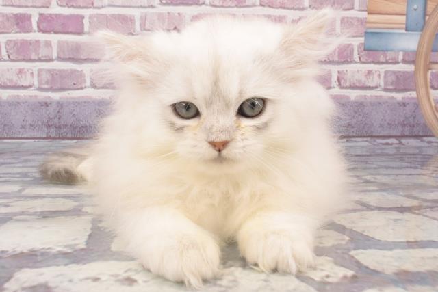 大分県のペルシャ (Coo&RIKU大分店/2023年12月24日生まれ/男の子/チンチラシルバー)の子猫