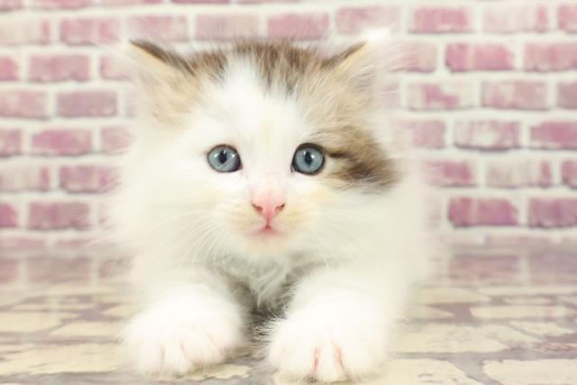 千葉県のラガマフィン (Coo&RIKU東船橋店/2023年12月30日生まれ/男の子/ブラウンタビーホワイト)の子猫