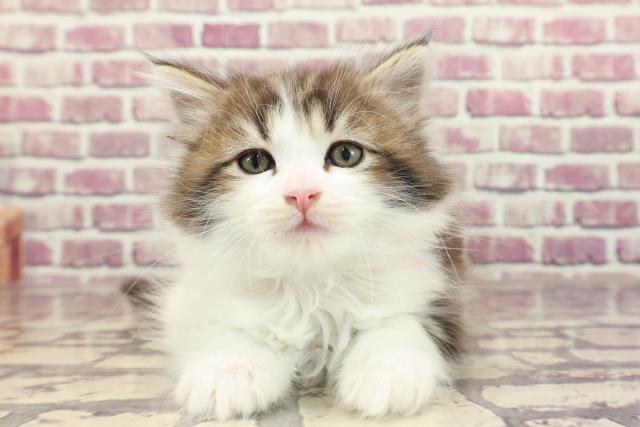 福島県のラガマフィン (Coo&RIKU福島店/2023年12月30日生まれ/女の子/ブラウンタビーホワイト)の子猫