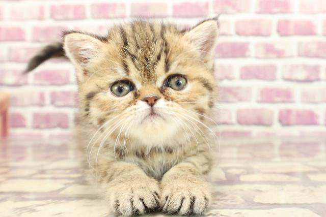 福島県のエキゾチック (Coo&RIKU福島店/2024年1月1日生まれ/女の子/ブラウンタビー)の子猫