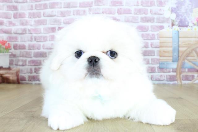 青森県のペキニーズ (Coo&RIKU弘前店/2024年1月1日生まれ/男の子/ホワイトクリーム)の子犬