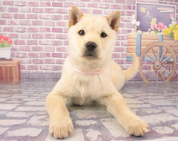 岩手県の北海道犬 (Coo&RIKU岩手盛岡店/2023年12月26日生まれ/女の子/白)の子犬