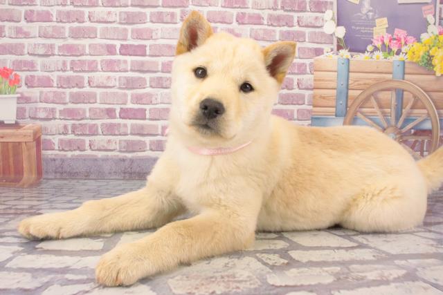 2023年12月26日生まれの北海道犬の3枚目の写真