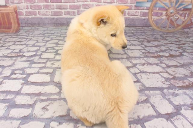 2023年12月26日生まれの北海道犬の4枚目の写真