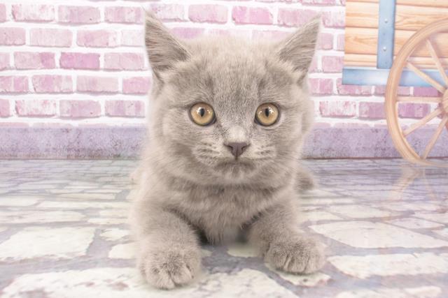 福岡県のブリティッシュショートヘアー (Coo&RIKU小倉店/2024年1月1日生まれ/女の子/ブルー)の子猫