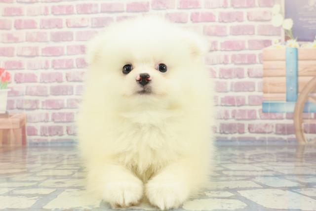 滋賀県のポメラニアン (Coo&RIKU東近江店/2024年1月1日生まれ/男の子/ホワイト)の子犬