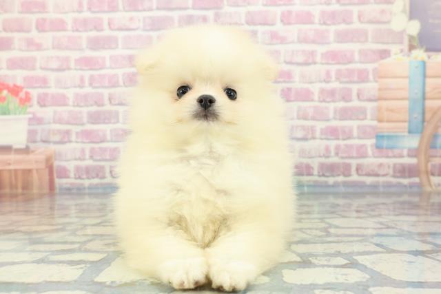 山形県のポメラニアン (Coo&RIKU山形店/2024年1月1日生まれ/男の子/ホワイトクリーム)の子犬
