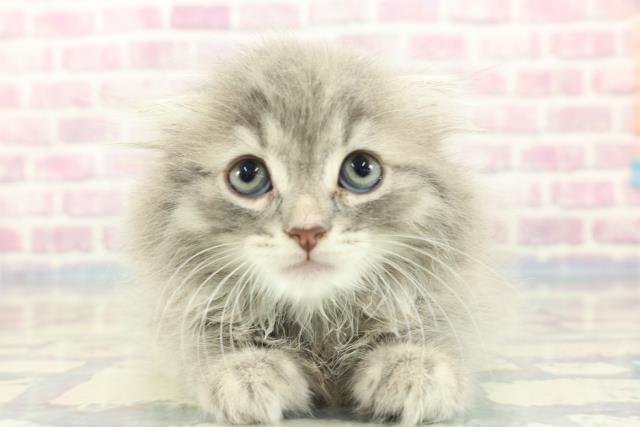 福島県のスコティッシュフォールド (Coo&RIKU福島店/2023年12月30日生まれ/男の子/ブルータビー)の子猫