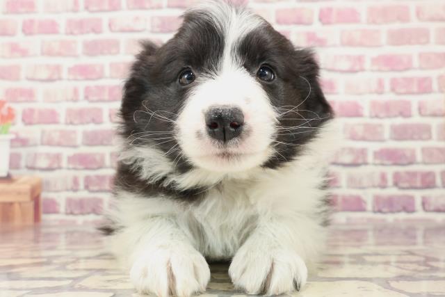 沖縄県のボーダーコリー (Coo&RIKU沖縄浦添店/2024年1月2日生まれ/女の子/ブラックホワイト)の子犬