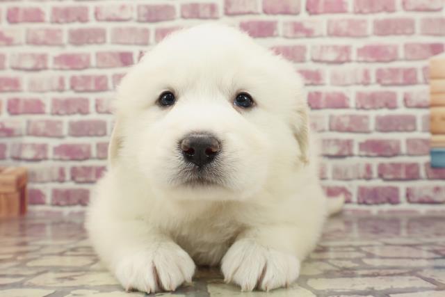 福岡県のグレートピレニーズ (Coo&RIKU小倉店/2023年12月27日生まれ/女の子/ホワイト)の子犬