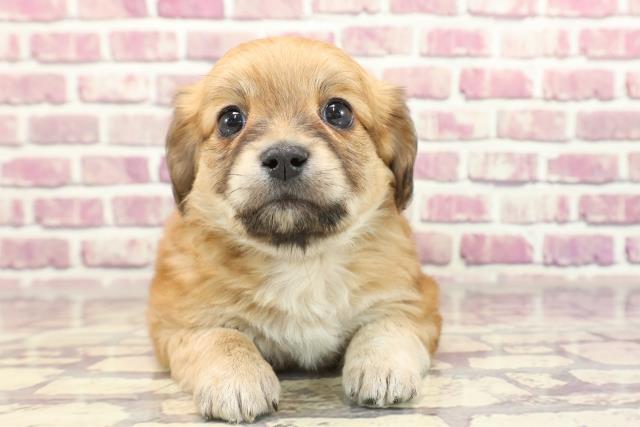 群馬県のチワックス(チワワ×ダックス) (Coo&RIKU前橋店/2024年1月2日生まれ/男の子/レッドホワイト)の子犬