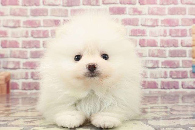 東京都のポメラニアン (Coo&RIKU福生店/2023年12月30日生まれ/男の子/ホワイト)の子犬