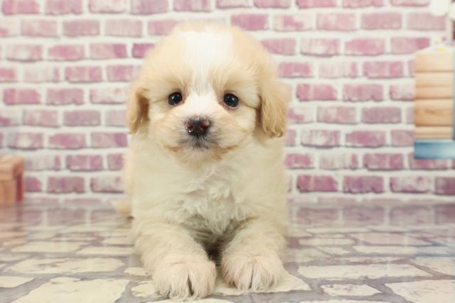 東京都のポメプー(ポメラニアン×プードル) (Coo&RIKU福生店/2023年12月26日生まれ/女の子/クリームホワイト)の子犬