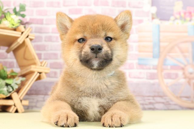 滋賀県の柴犬(標準サイズ) (Coo&RIKU長浜店/2024年1月1日生まれ/男の子/赤)の子犬