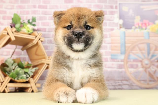 滋賀県の柴犬(標準サイズ) (Coo&RIKU東近江店/2024年1月2日生まれ/女の子/赤)の子犬