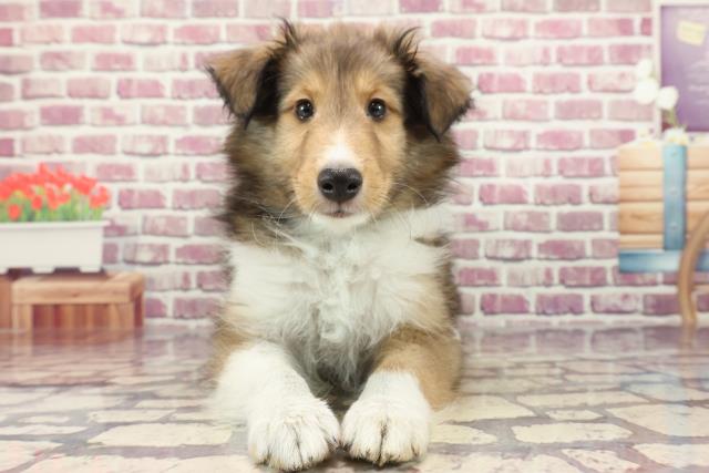 新潟県のシェットランドシープドッグ (Coo&RIKU長岡店/2023年12月28日生まれ/男の子/セーブルホワイト)の子犬