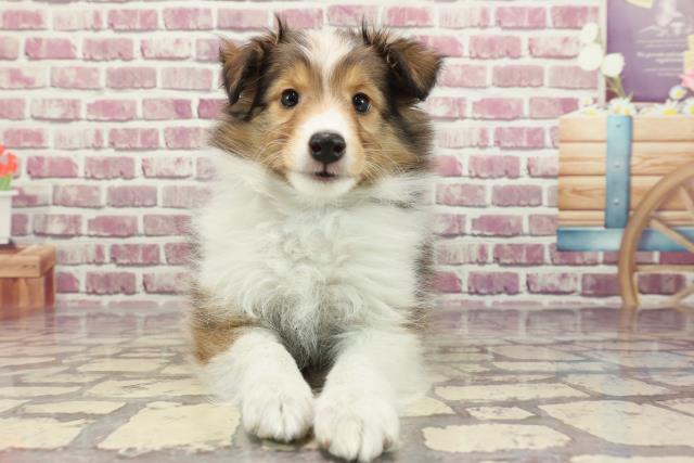 東京都のシェットランドシープドッグ (Coo&RIKU足立本店/2023年12月28日生まれ/女の子/セーブルホワイト)の子犬