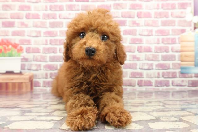 千葉県のトイプードル(トイ) (Coo&RIKU南柏店/2023年12月13日生まれ/男の子/レッド)の子犬