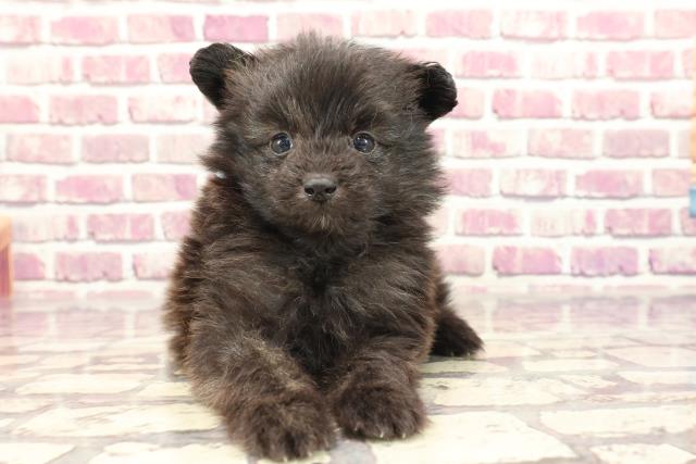 熊本県のポメプー(ポメラニアン×プードル) (Coo&RIKUカリーノ玉名店/2024年1月1日生まれ/男の子/ブリンドル)の子犬