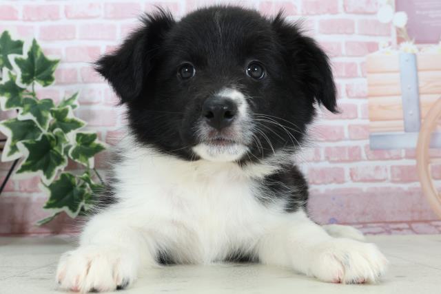鹿児島県のボーダーコリー (Coo&RIKU鹿屋店/2024年1月2日生まれ/女の子/ブラックホワイト)の子犬