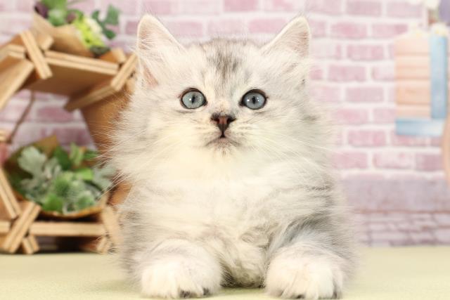 栃木県のラガマフィン (Coo&RIKU足利店/2024年1月1日生まれ/男の子/チンチラシルバー)の子猫
