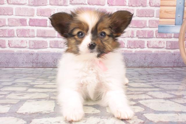 滋賀県のパピヨン (Coo&RIKU東近江店/2024年1月2日生まれ/女の子/ホワイトブラウン)の子犬