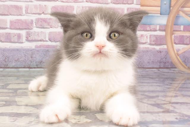 沖縄県のブリティッシュショートヘアー (Coo&RIKU沖縄浦添店/2024年1月3日生まれ/男の子/ブルーホワイト)の子猫