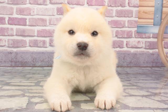 兵庫県の柴犬(標準サイズ) (Coo&RIKU神戸東灘店/2023年12月25日生まれ/男の子/白)の子犬