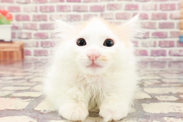 千葉県のターキッシュバン (Coo&RIKU東船橋店/2024年1月6日生まれ/女の子/ブラウンパッチドタビーホワイト)の子猫