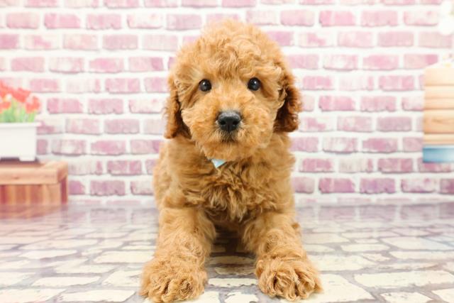 岩手県のトイプードル(トイ) (Coo&RIKU一関店/2024年1月2日生まれ/男の子/レッド)の子犬