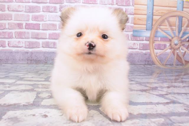 東京都のポメマル/マルポメ(ポメラニアン×マルチーズ) (Coo&RIKU八王子西店/2024年1月6日生まれ/女の子/パーティーカラー)の子犬