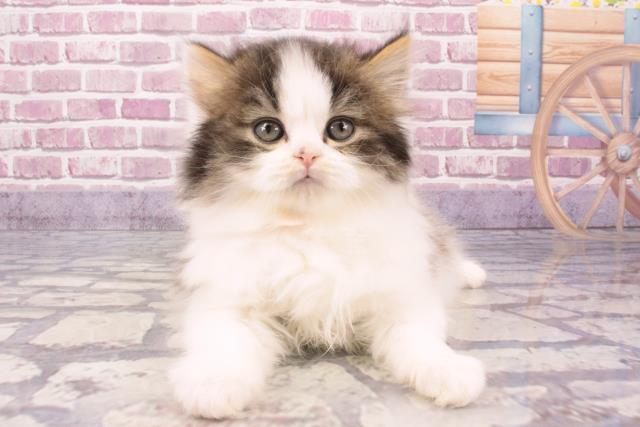 高知県のマンチカン (Coo&RIKUのいち店/2024年1月5日生まれ/女の子/ブラウンタビーホワイト)の子猫