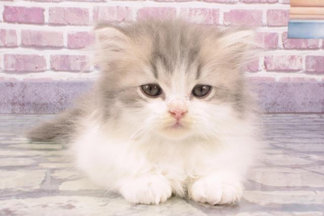愛知県のスコティッシュストレート (Coo&RIKU岡崎店/2024年1月5日生まれ/男の子/ブルータビーホワイト)の子猫