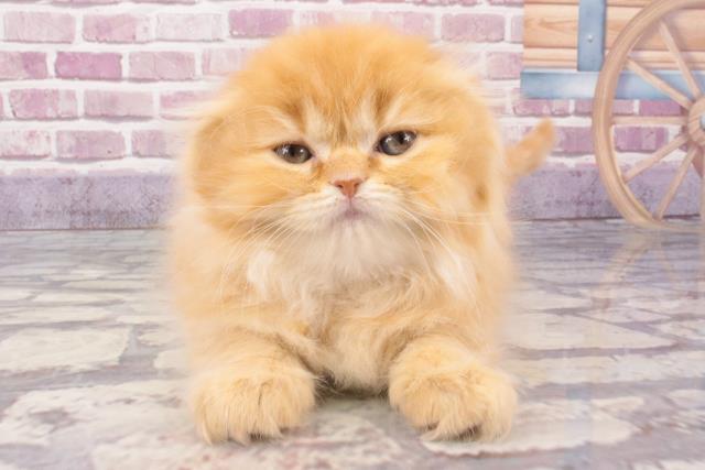 高知県のスコティッシュフォールド (Coo&RIKUのいち店/2024年1月7日生まれ/女の子/レッドタビー)の子猫