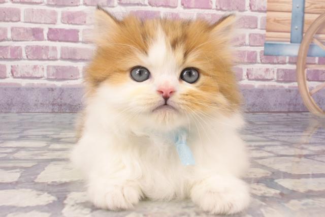 広島県のミヌエット (Coo&RIKU広島中央店/2024年1月5日生まれ/男の子/ブラウンタビーホワイト)の子猫