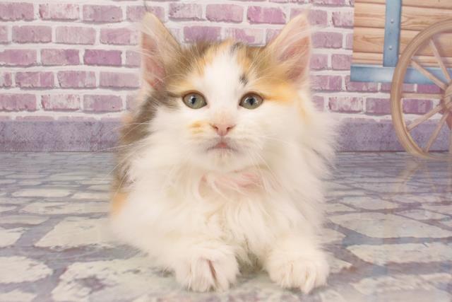愛媛県のノルウェージャンフォレストキャット (Coo&RIKUイオンタウン川之江店/2024年1月1日生まれ/女の子/ブラウンパッチドタビーホワイト)の子猫