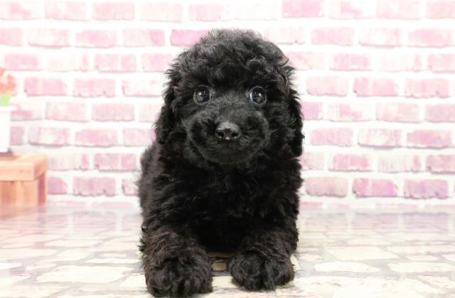 新潟県のトイプードル(トイ) (Coo&RIKU上越店/2024年1月7日生まれ/女の子/ブラック)の子犬