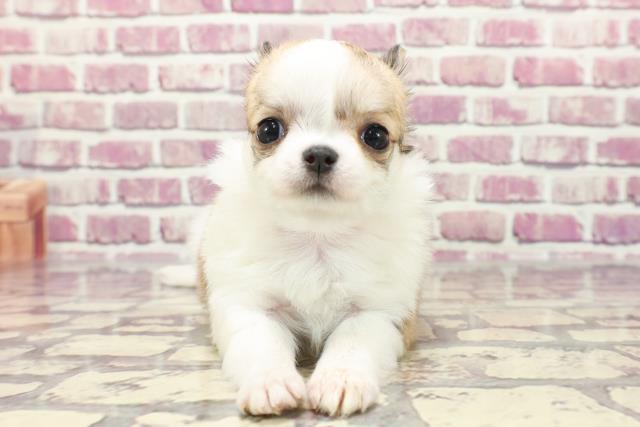 福島県のチワワ(ロング) (Coo&RIKUいわき店/2024年1月7日生まれ/女の子/レッドホワイト)の子犬