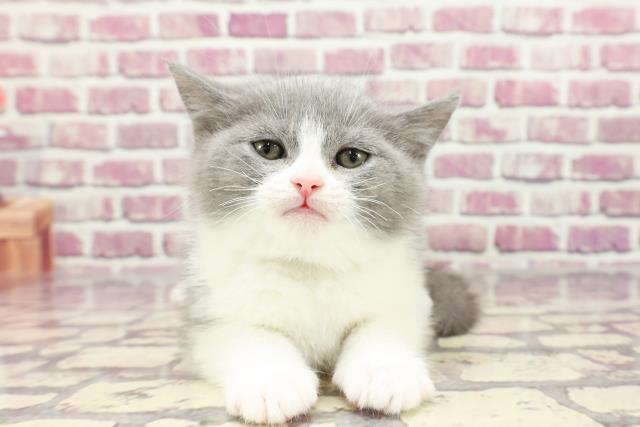 群馬県のブリティッシュショートヘアー (Coo&RIKU藤岡店/2024年1月5日生まれ/男の子/ブルーホワイト)の子猫